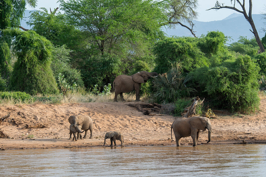 Afrikanische Elefanten (Loxodonta africana) beim Trinken aus dem Fluss Ewaso Ngiro, Samburu-Nationalreservat, Kenia