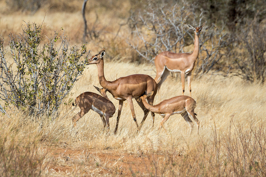 Giraffengazellen (Litocranius walleri) Muttertier mit Zwillingsbabys, Samburu-Nationalreservat, Kenia
