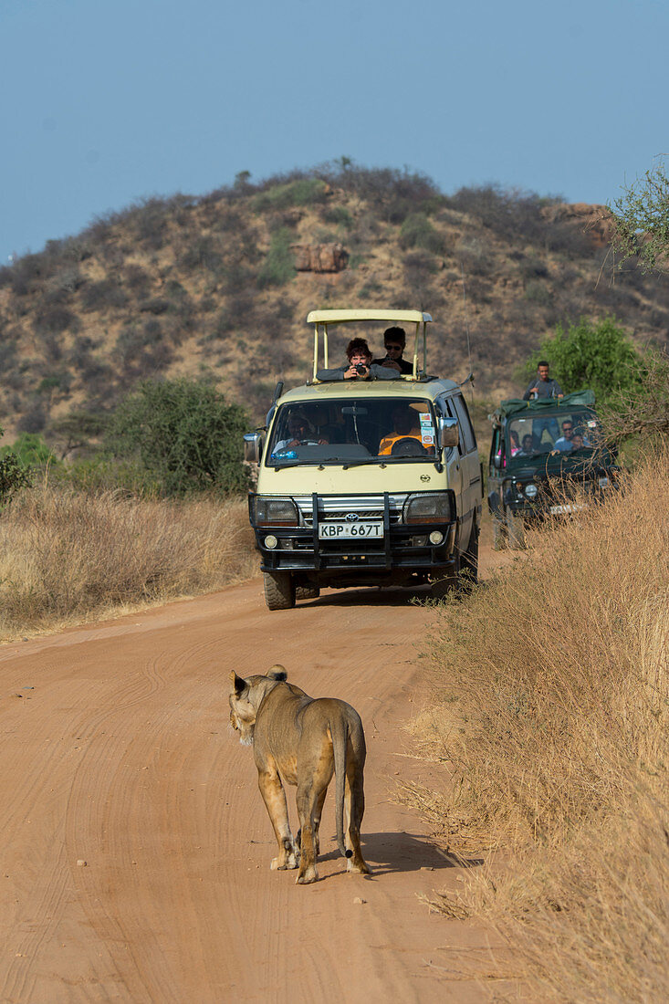 Eine Löwin (Panthera Leo) geht auf einer Straße auf der Suche nach Beute, Samburu-Nationalreservat, Kenia, Safari-Fahrzeug im Hintergrund