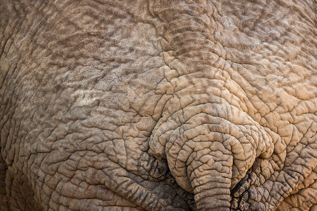 Nahaufnahme des Hinterteils eines afrikanischen Elefanten (Loxodonta africana), Samburu-Nationalreservat, Kenia