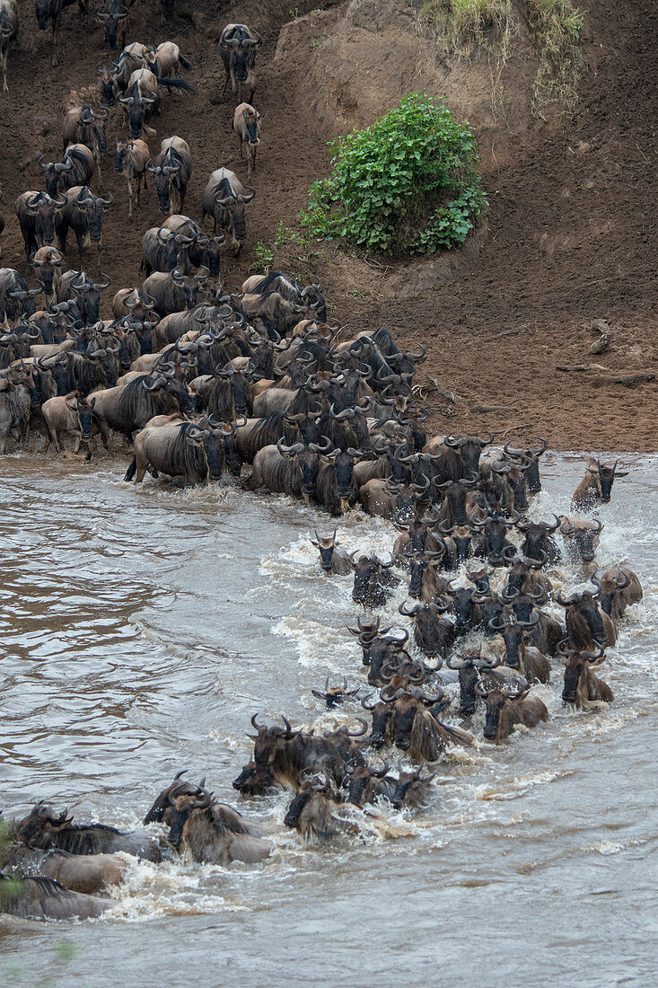 Gnus überqueren auf ihrer jährlichen Wanderung den Mara-Fluss im Naturschutgebiet Masai Mara, Kenia