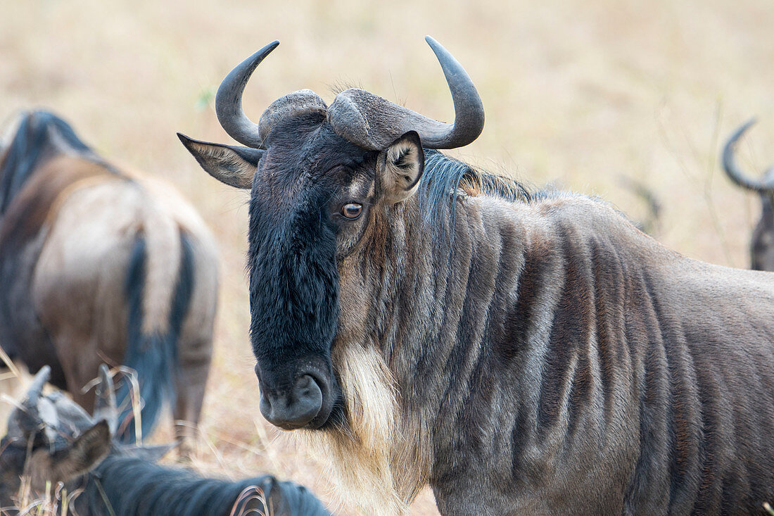 Close-up of a Wildebeest, also called gnus or wildebai, in the grasslands of the Masai Mara in Kenya.