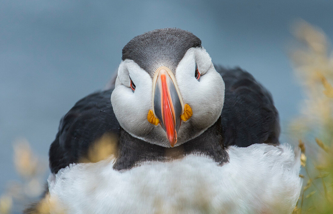 Atlantic puffin (Fratercula arctica), Latrabjarg, Westfjords, Iceland. Bird during the breeding season outside of its burrow.  The only puffin native to the Atlantic Ocean.
