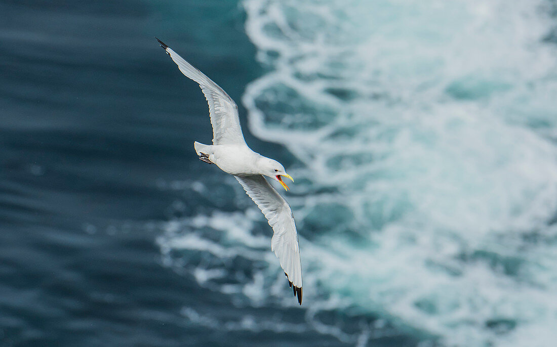 Black-legged kittiwake (Rissa tridactyla) Flying. Latrabjarg, Westfjords, Iceland. North Pacific and north Atlantic oceans, found most commonly in North America and Europe.