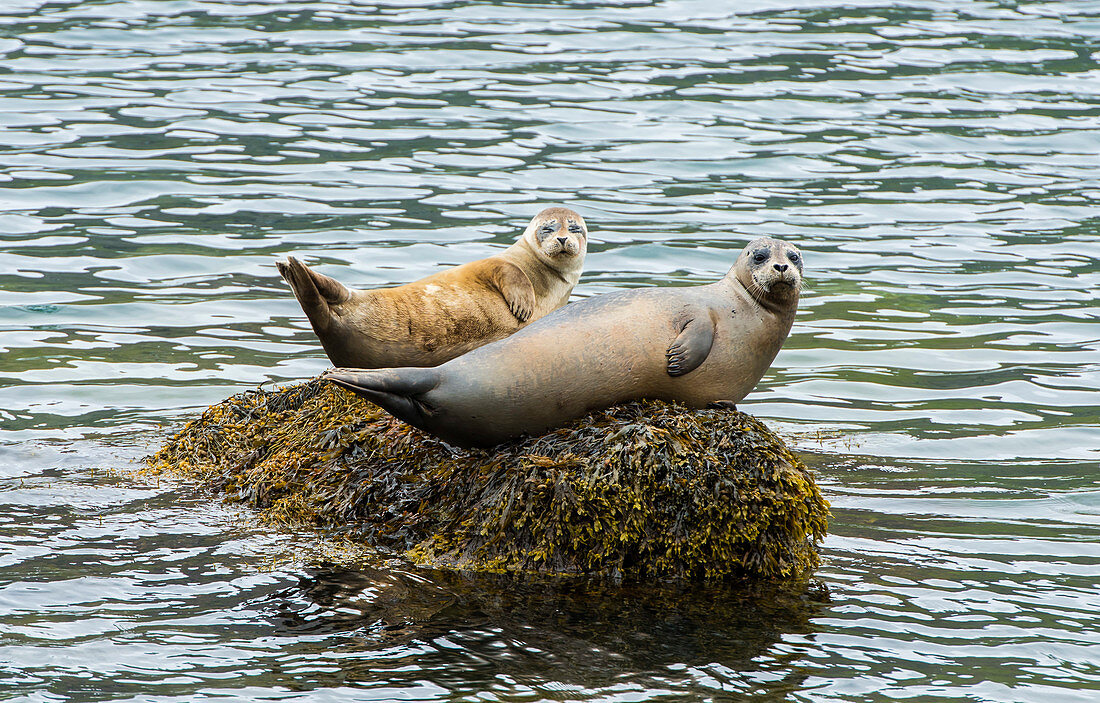 Seehund (Phoca vitulina), Weibchen und Tierbaby ruhend, Westfjorde, Iclenad. Nordatlantik und Pazifik sowie Ost- und Nordsee