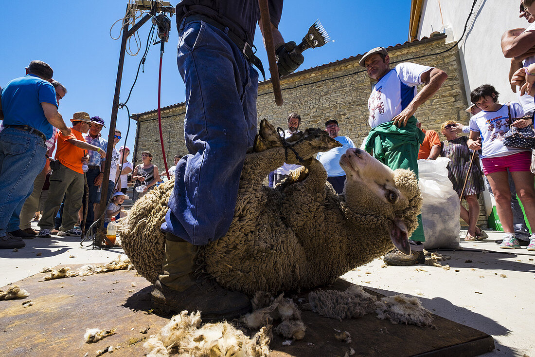 Trasquila a sheep after traveling a transhumance road through the province of Soria in Spain