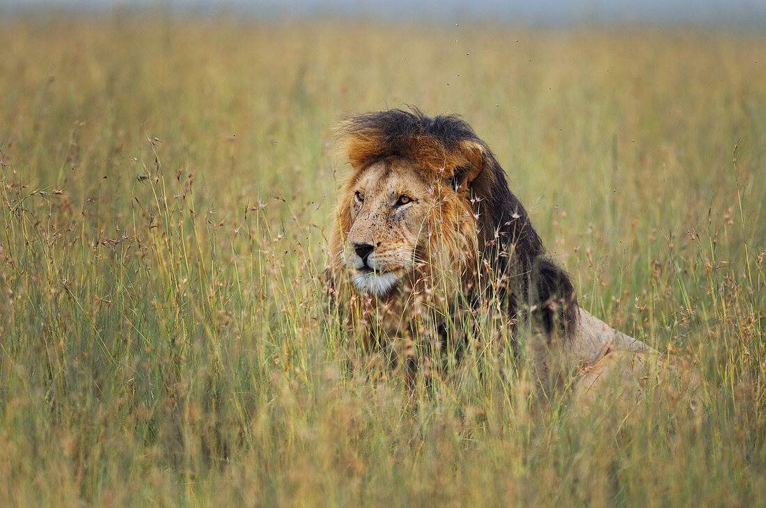 LION, PANTHERA LEO, MASAI MARA, NATIONAL PARK OF MASAI MARA, KENYA, AFRICA