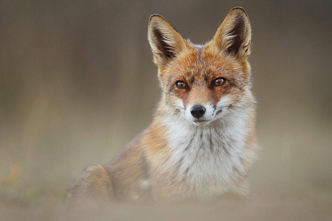 Fox, Vulpes, Leon, Spain