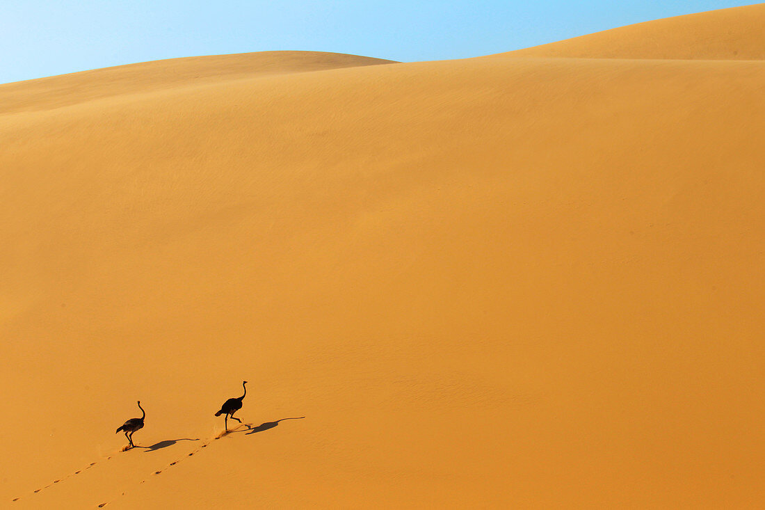 OSTRICH, STRUTHIO CAMELUS, NAMIB DESERT, NAMIBIA, AFRICA