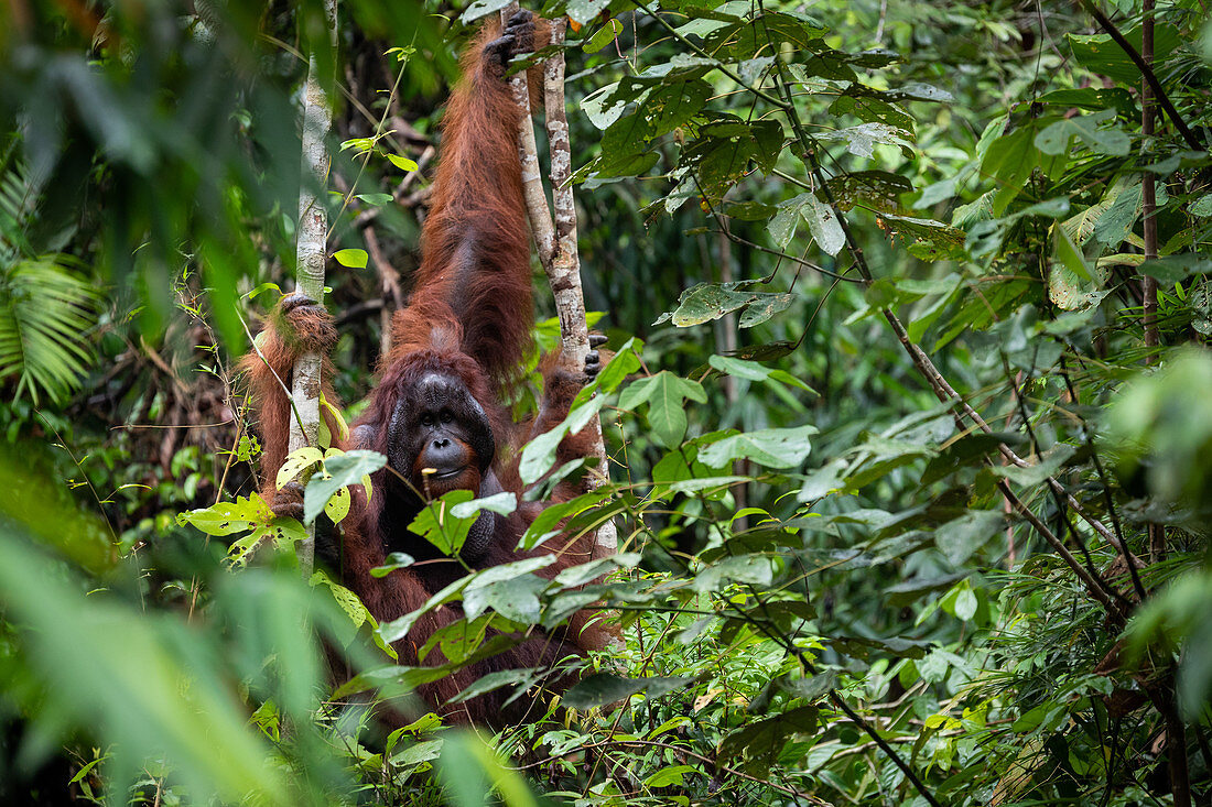 Borneo-Orang-Utan (Pongo pygmaeus), Männchen hält sich an Bäumen fest, Sarawak, Malaysia