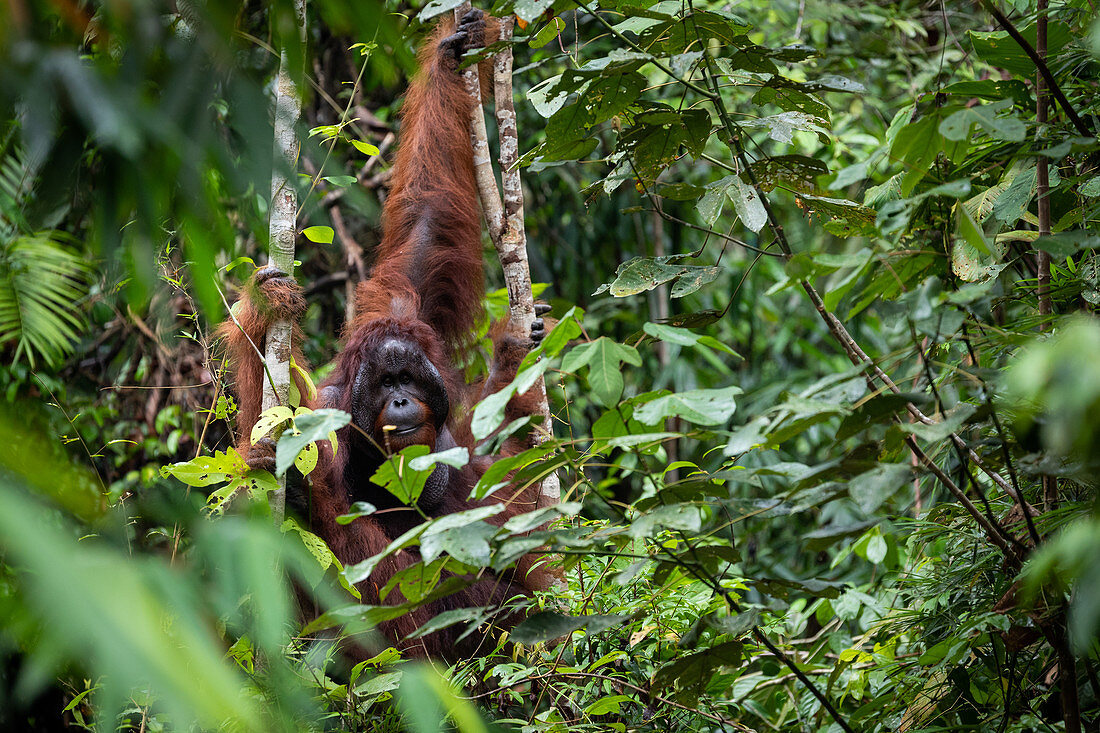 Male Bornean orangutan (Pongo pygmaeus) with large cheek flanges holding onto trees in Sarawak, Malaysia.