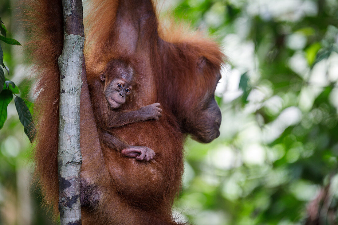 Sumatra-Orang-Utan (Pongo abelii) Säugling klammert sich an Mutter in Bukit Lawang, Indonesien