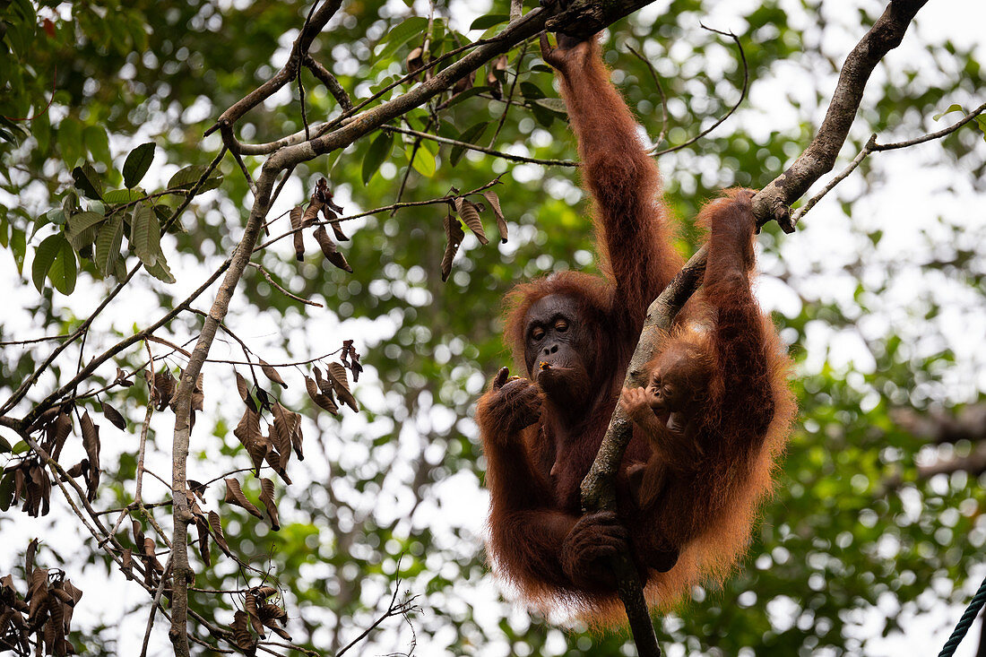 Borneo-Orang-Utan (Pongo pygmaeus) Mutter und Tierbaby essen in einem Baum, Sarawak, Malaysia