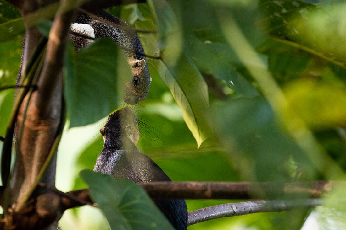 Zwei cremefarbene, blasse Riesenhörnchen (Ratufa affinis) inspizieren sich gegenseitig auf einem Ast in Borneo, Sepilok, Malaysia