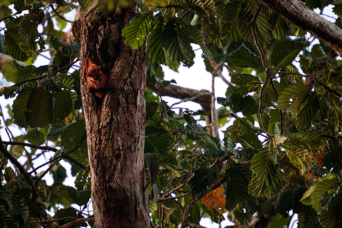 Rotes Flughörnchen Taguan (Petaurista petaurista), kommt aus seinem Nest heraus, Sepilok, Malaysia
