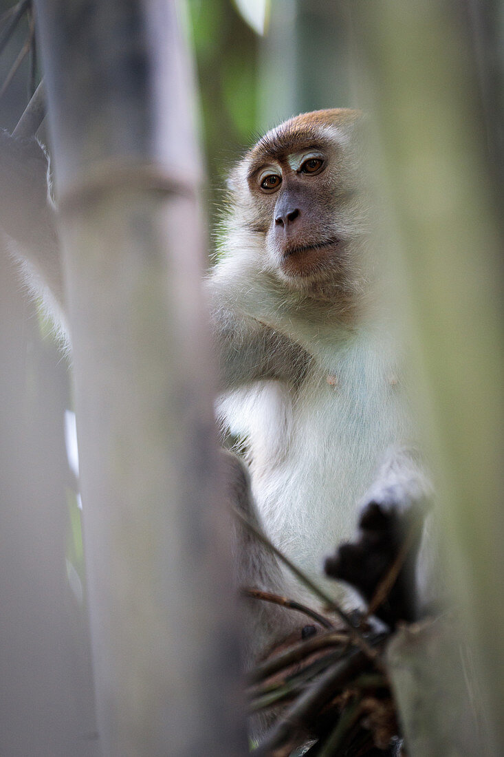 Long-tailed macaque (Macaca fascicularis) peering out of a bamboo patch in Sumatra, Indonesia.