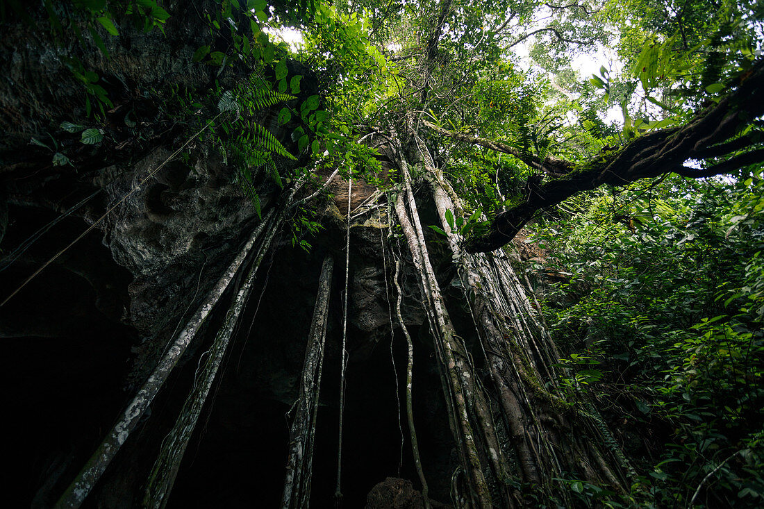 Rainforest tree roots growing over the entrance to a cave in Bukit Lawang, Sumatra.