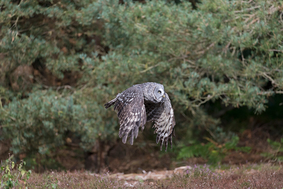 Great Grey Owl (Strix nebulosa) adult flying on edge of pine forest, controlled subject
