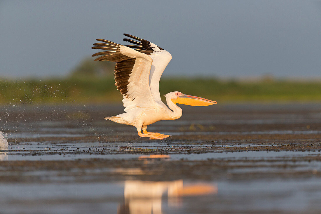 Weißer Pelikan (Pelecanus onocrotalus), Erwachsener im Prachtkleid (auch Brutkleid), fliegt vom Wasser abhebend, Donaudelta, Rumänien, Juni