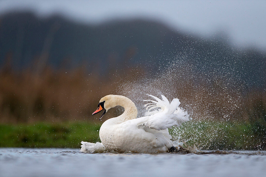 Mute Swan (Cygnus olor) adult male bathing in pond, Suffolk, England, December