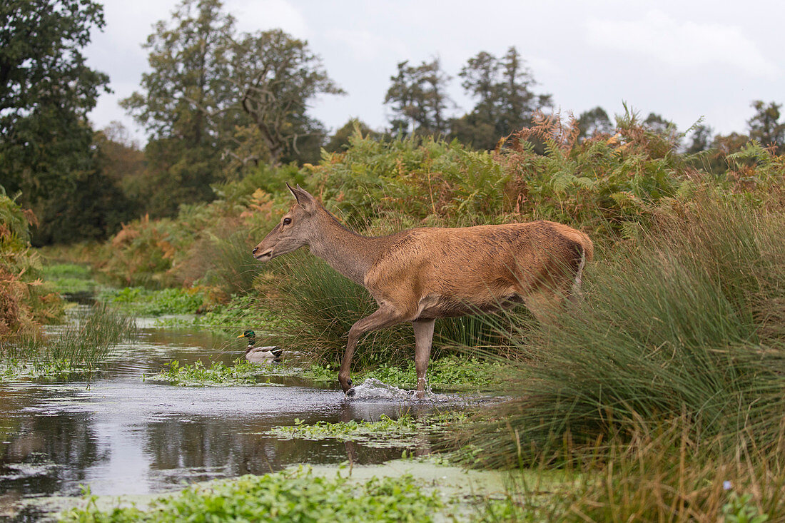 Red Deer (Cervus elaphus) hind walking through stream during rut, with Mallard (Anas platyrhynchos) adult male swimming in background, Bushy Park, Richmond Upon Thames, London, England, October