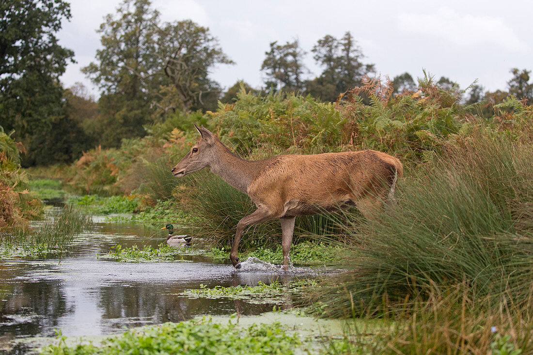 Rothirsch (Cervus elaphus), läuft während der Brunft durch den Bach, im Hintergrund schwimmt eine Stockente (Anas platyrhynchos), Männchen, Bushy Park, Richmond Upon Thames, London, England, Oktober