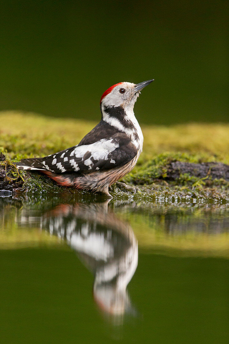 Middle Spotted Woodpecker (Dendrocopos medius) adult perched on edge of woodland pool, with reflection, Debrecen, Hungary, May