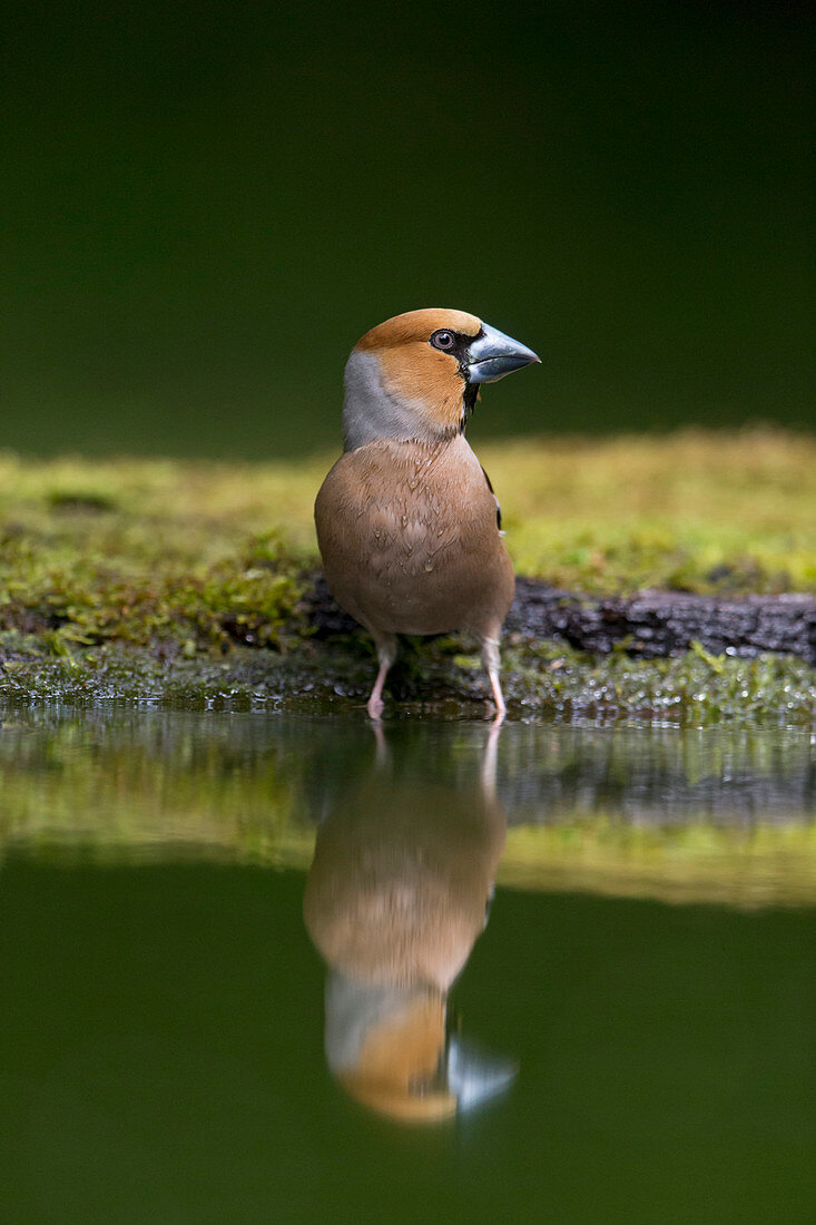 Hawfinch (Coccothraustes coccothraustes) adult male standing at water edge, Debrecen, Hungary, May