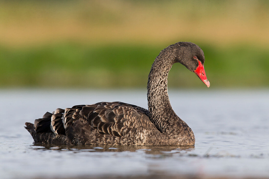 Black Swan (Cygnus atratus) introduced species, immature swimming in pond, Suffolk, England, July