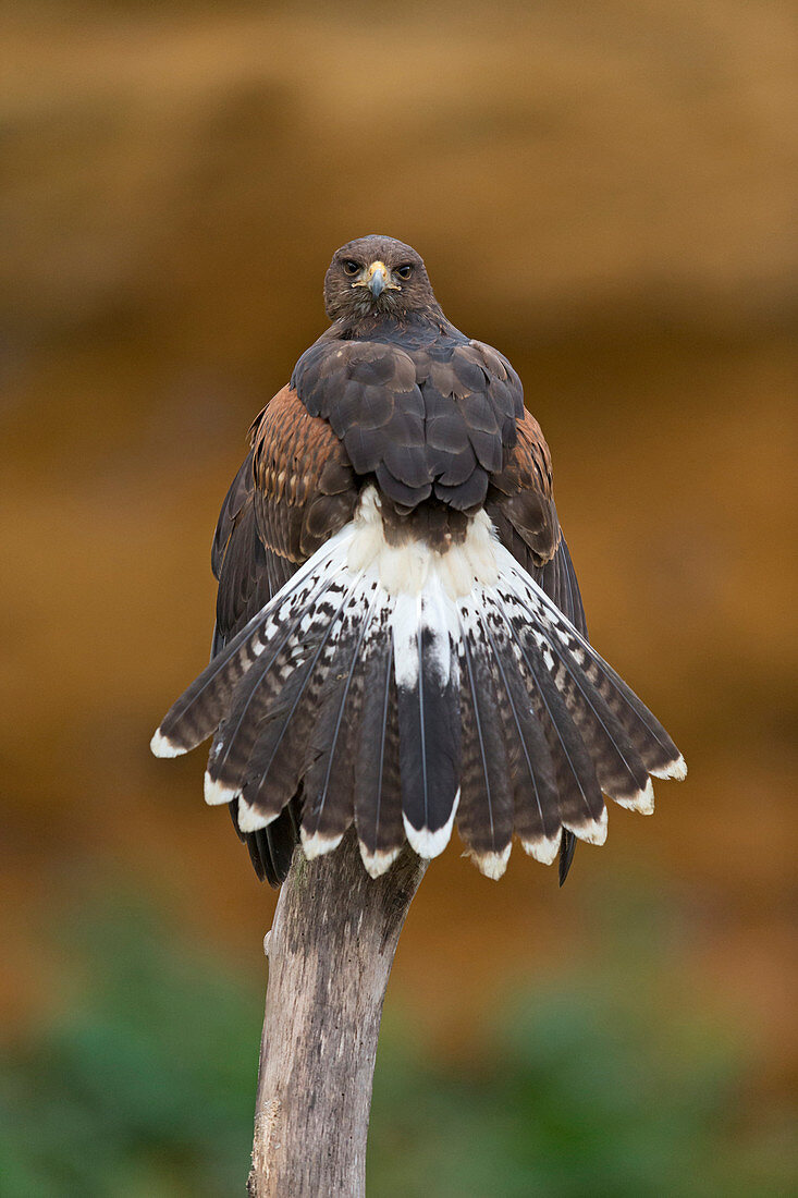 Harris' Hawk (Parabuteo unicinctus) juvenile perched on branch in canyon, with tail spread, controlled subject