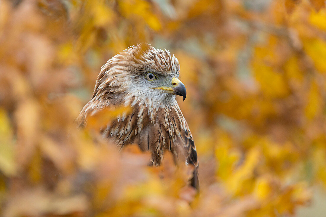 Rotmilan (Milvus milvus), unreif, sitzt zwischen Herbstlaub, Suffolk, England, November, kontrolliertes Subjekt