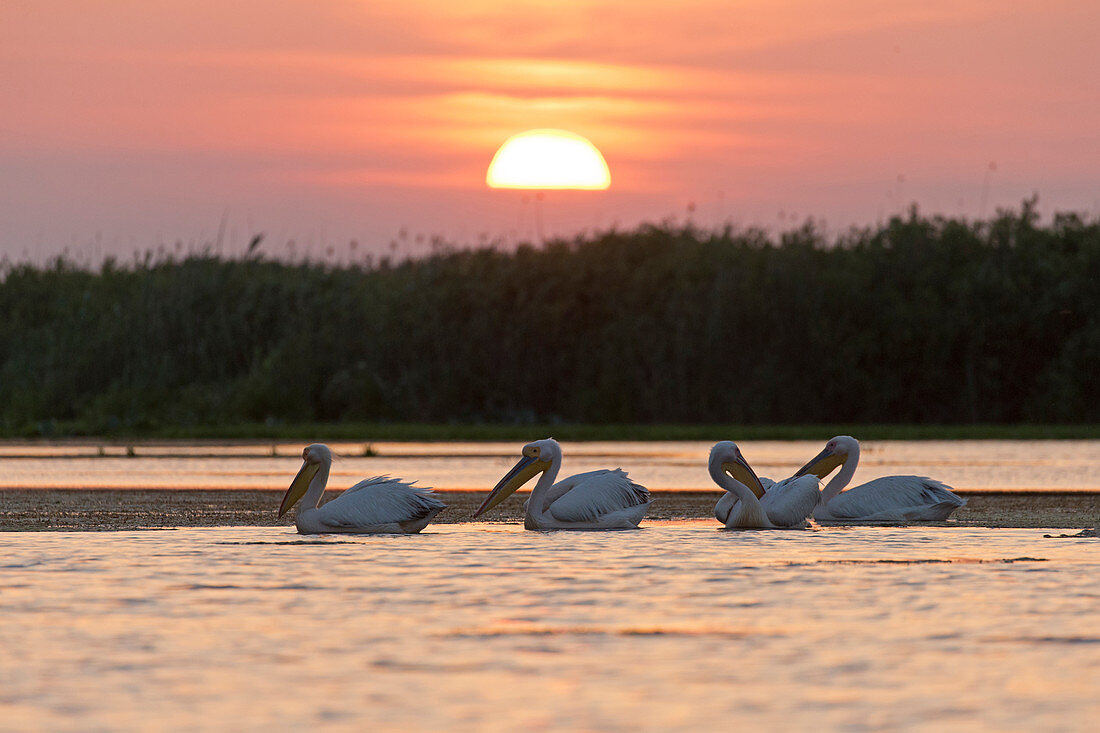 Weißer Pelikan (Pelecanus onocrotalus) vier Erwachsene im Prachtkleid (auch Brutkleid), Schwimmen bei Sonnenuntergang, Donaudelta, Rumänien, Juni