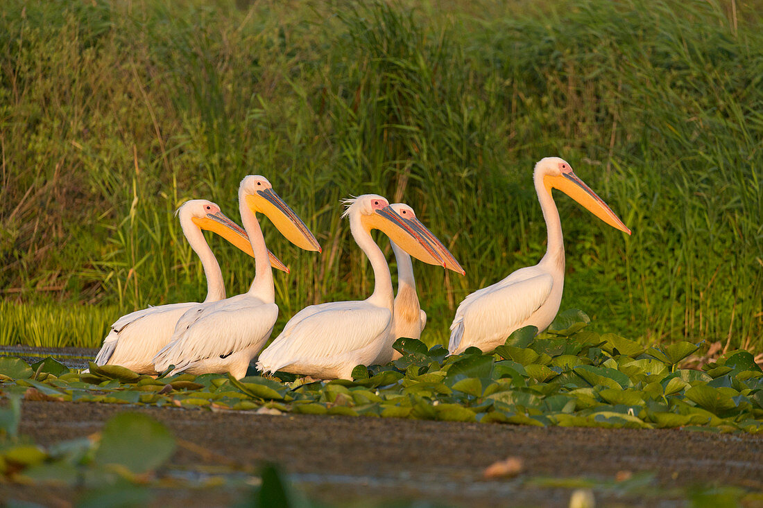 Great White Pelican (Pelecanus onocrotalus) 5 adults, breeding plumage, standing on water lillies, Danube Delta, Romania, June