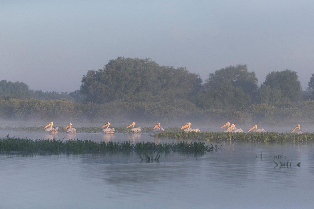Great White Pelican (Pelecanus onocrotalus) adult flock, breeding plumage, swimming on misty morning, Danube Delta, Romania, June