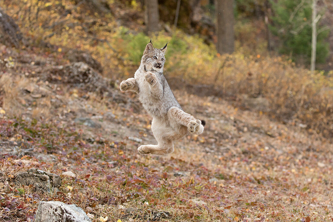 Kanadischer Luchs (Lynx canadensis), Jungtier, springt in der Luft bei missglücktem Versuch, einen fliegenden Vogel zu fangen, Montana, USA, Oktober, kontrolliertes Subjekt