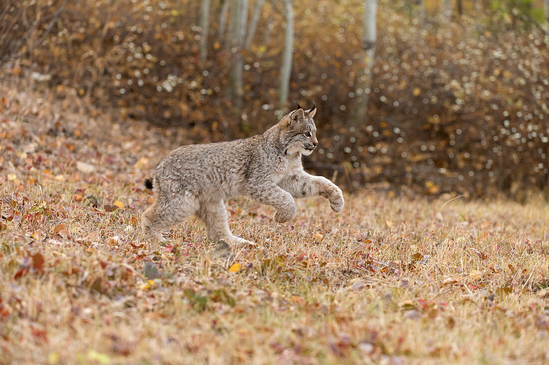 Kanadischer Luchs (Lynx canadensis), Jungtier läuft am Waldrand, Montana, USA, Oktober, kontrolliertes Subjekt