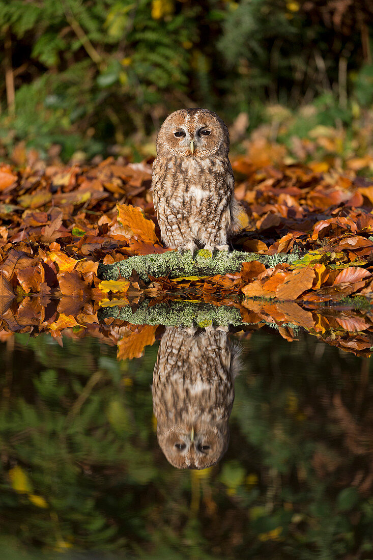 Tawny Owl (Strix aluco) adult, perched on log at waters edge with reflection, Suffolk, England, November, controlled subject