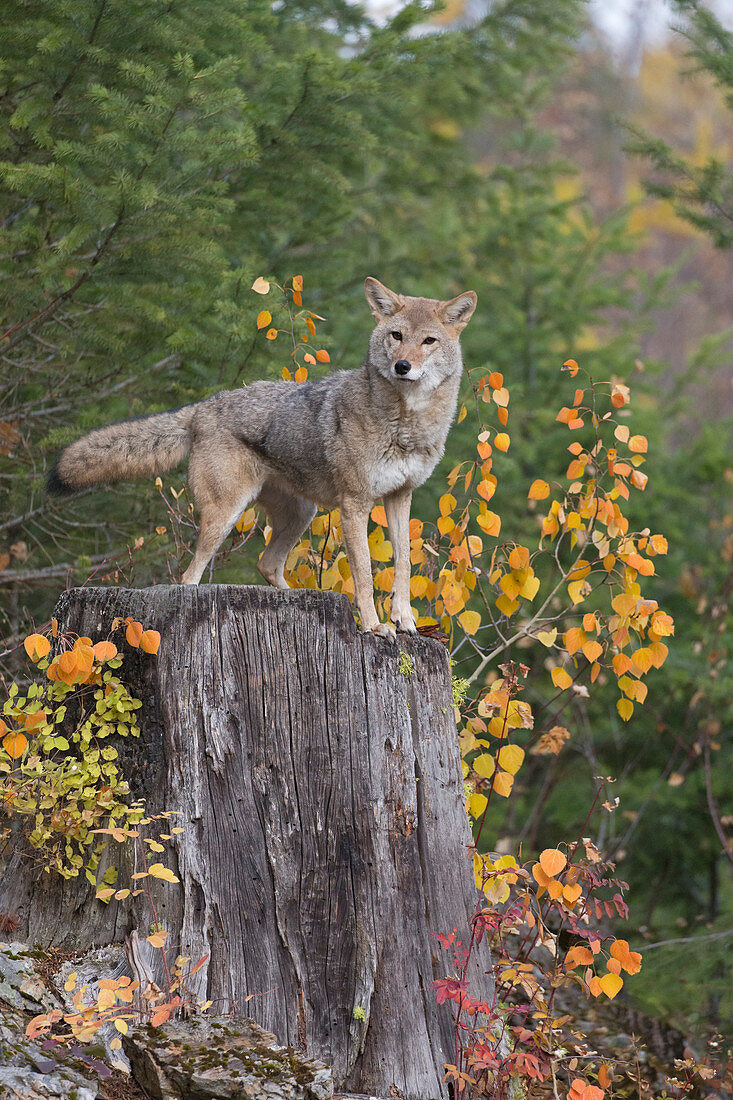 Coyote (Canis latrans) adult standing on stump, Montana, USA, October, controlled subject