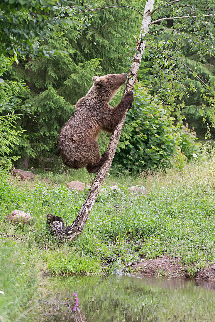 Europäischer Braunbär (Ursus arctos arctos), erwachsenes Tier klettert auf einen Baum, Siebenbürgen, Rumänien, Juni