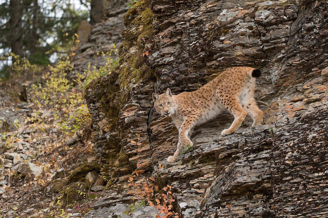 Erwachsener Eurasischer Luchs (Lynx lynx), auf Felswand stehend, kontrolliertes Subjekt