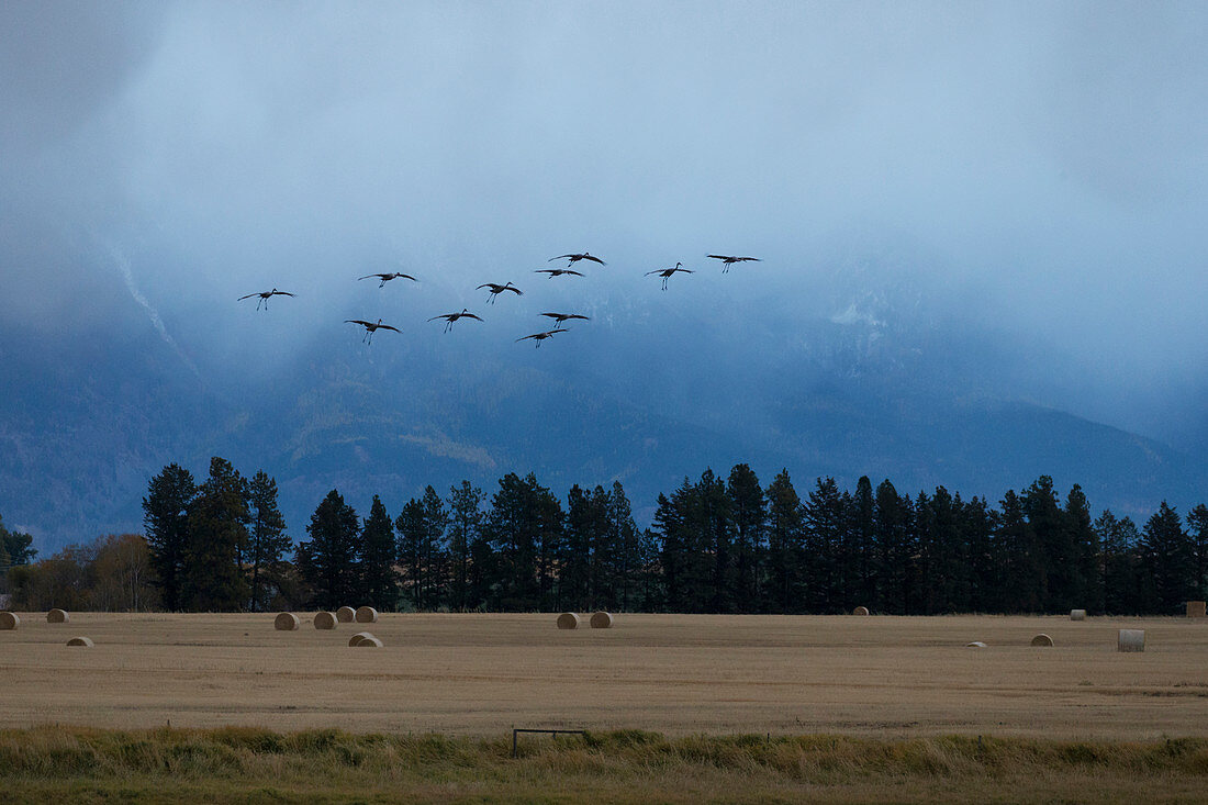 Kanadakranich (Grus canadensis) fliegender Schwarm kommt zur Landung auf einem Weizenfeld, Kalispell, Montana, USA, Oktober