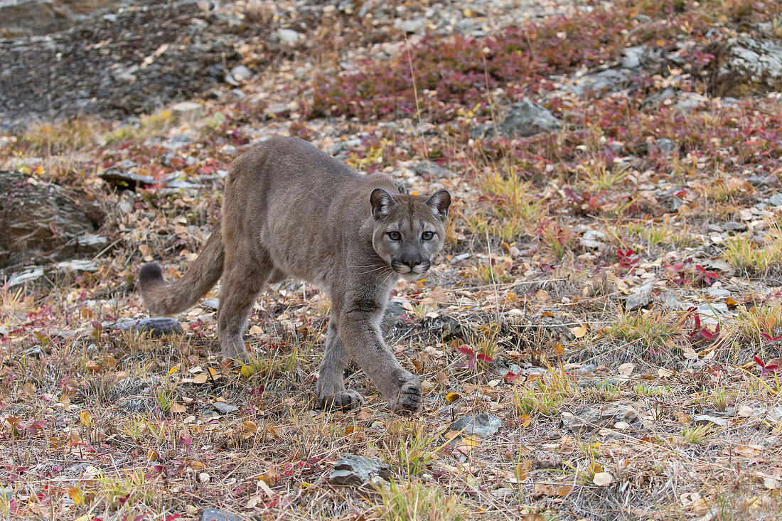 Puma (Felis concolor) adult walking on mountain side, Montana, USA, October, controlled subject