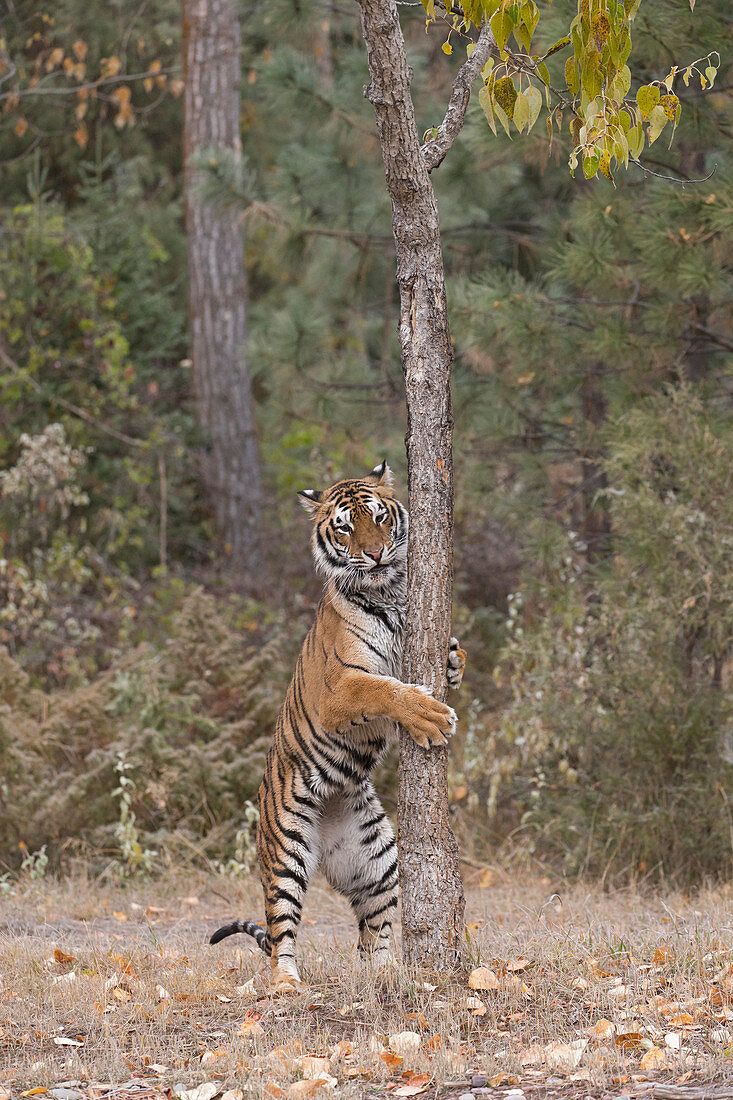 Sibirischer Tiger (Panthera tigris altaica) am Baum stehend, kontrolliertes Subjekt