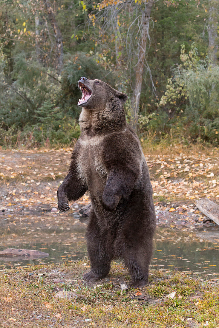 Ausgewachsener Grizzlybär (Ursus arctos horribilis) mit offenem Mund auf Hinterbeinen stehend , Montana, USA, Oktober, kontrolliertes Subjekt