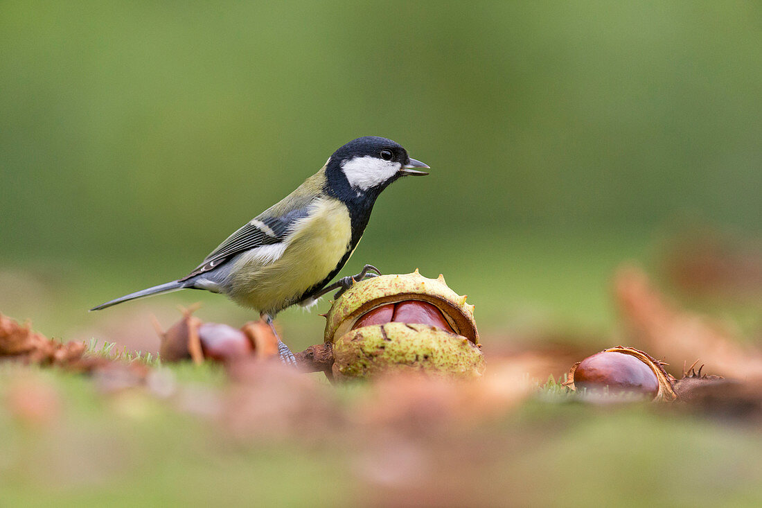 Great Tit (Parus major) adult perched on a conker, Suffolk, England, UK, September
