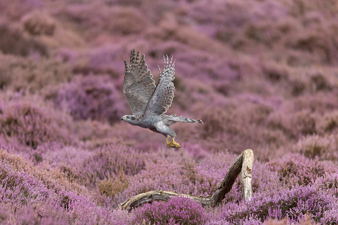 Northern Goshawk (Accipiter gentilis) adult female flying, taking off from branch in flowering heather, Suffolk, England, August, controlled subject