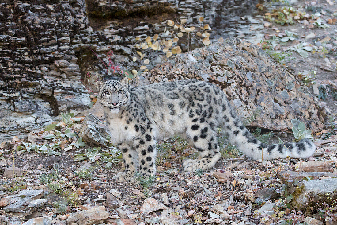 Snow Leopard (Panthera uncia) adult standing on rock face, controlled subject