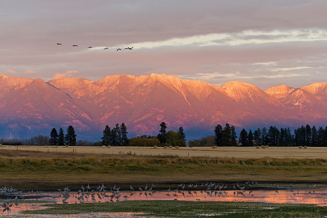 Sandhill Crane (Grus canadensis) flock standing in pool and flying overhead with mountain backdrop at sunset, Kalispell, Montana, USA, October