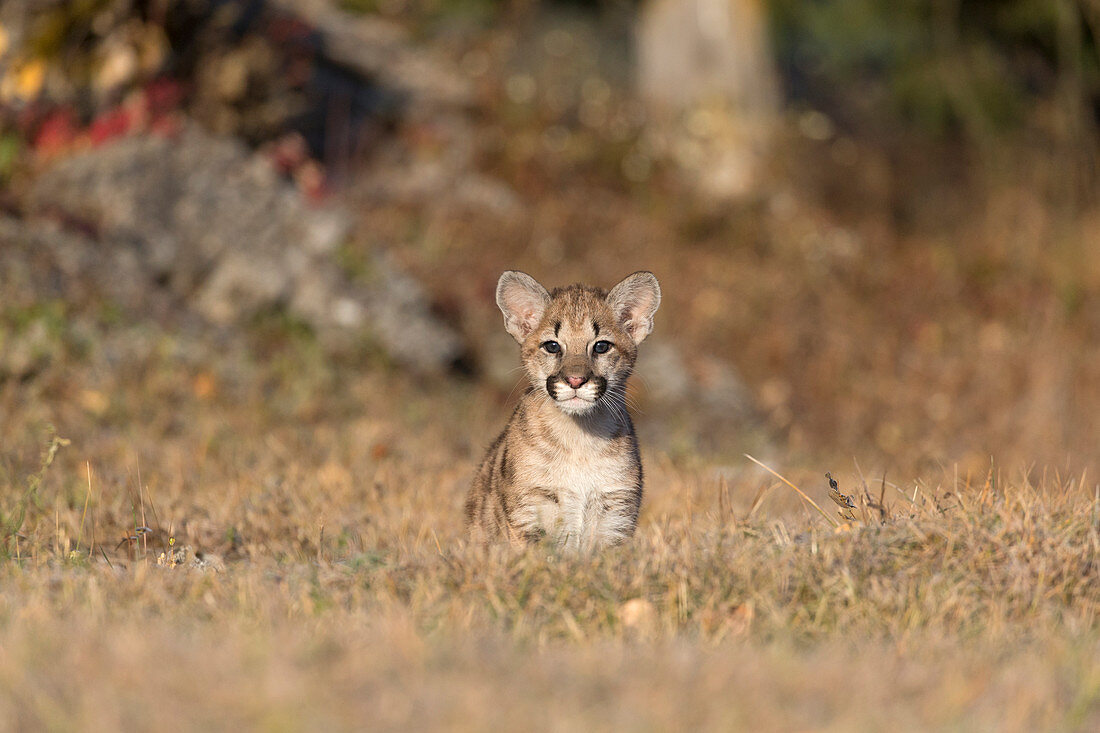 Puma (Felis concolor) cub standing on grassland, Montana, USA, October, controlled subject