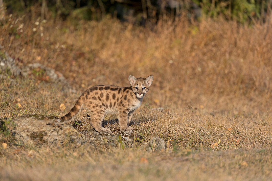 Puma (Felis concolor) cub standing on grassland, Montana, USA, October, controlled subject